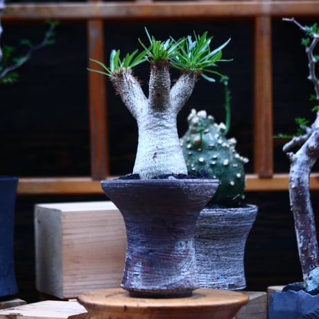 パキポディウム  イノピナツム／Pachypodium Inopinatum   no.100329