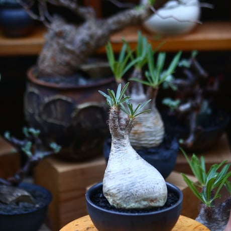 パキポディウム  グラキリス／Pachypodium  gracilius       no.92648