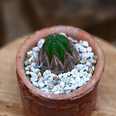 ユーフォルビア  オベサ hyb. ／Euphorbia obesa  hyb.    no.102426