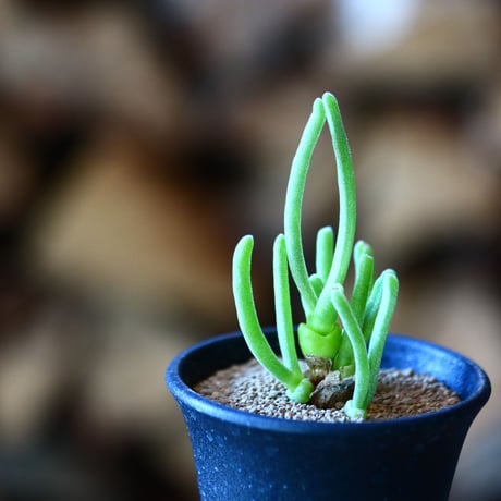 モニラリア   モリニフォルミス  碧光玉    Monilaria moniliformis SB657 Vredendal    no.111524①