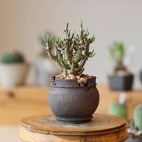 アボニア クイナリア アルストニー／Avonia quinaria ssp. alstonii