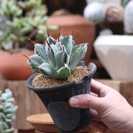アガベ   キュービック／Agave potatorum f.monstrosa 'cubic'    no112729