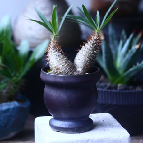 パキポディウム グラキリス  Wヘッド   Pachypodium rosulatum var. gracilius no.61424