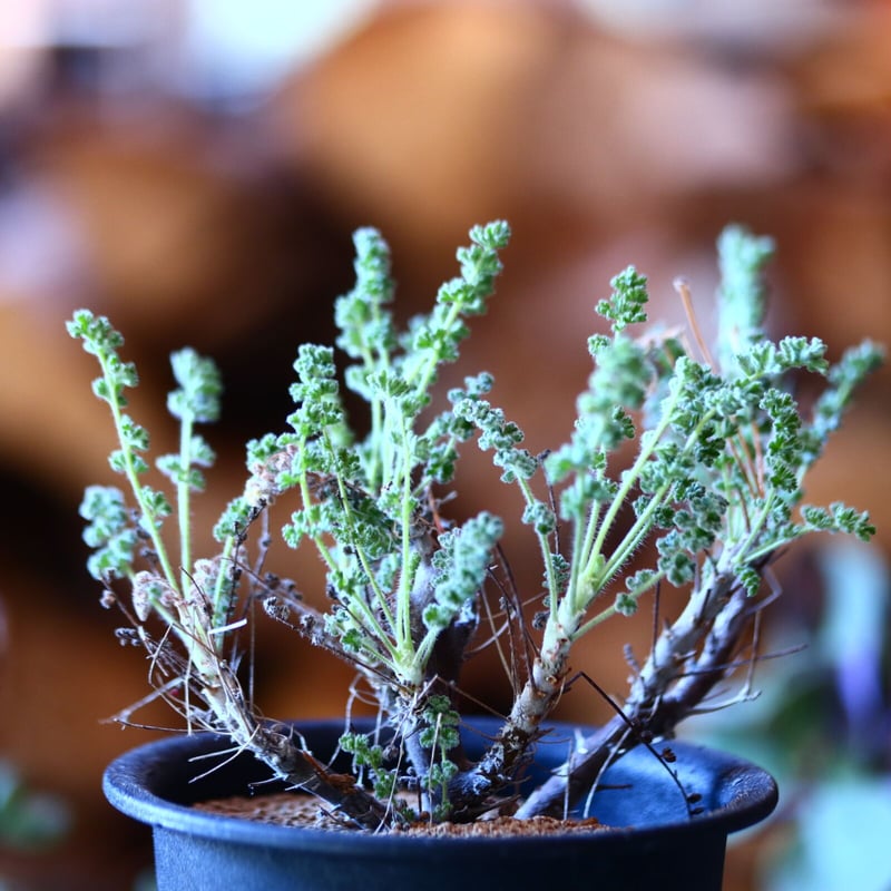 ペラルゴニム アルテルナンス Pelargonium alternans no.1