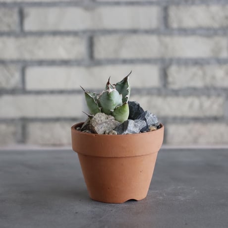 Agave titanota sp. No.1 × YAMABACHI (3号)  no.628/74