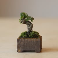 イボタ / YOSHIZAWA3-SHOHINBONSAI   no.223-7