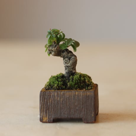 CATEGORY 盆栽 | 芽の巣山