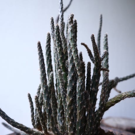 プテロカクタス ツベローサス   黒竜     Pterocactus tuberosus   no.112403