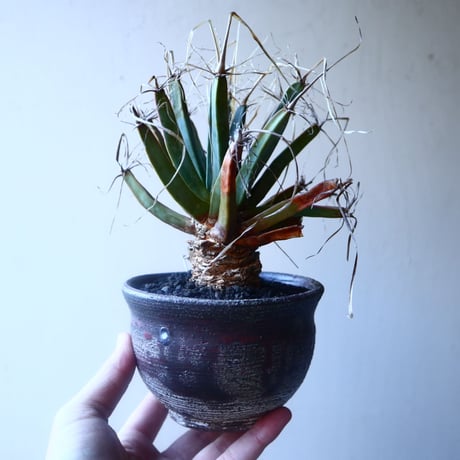 レウクテンベルギア  晃山    Leuchtenbergia principis  no.20207