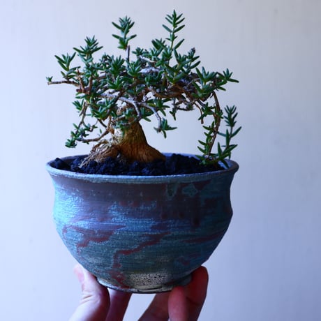 トリコディアデマ     デンスム   紫星晃    ×    Trichodiadema densum   no.11230