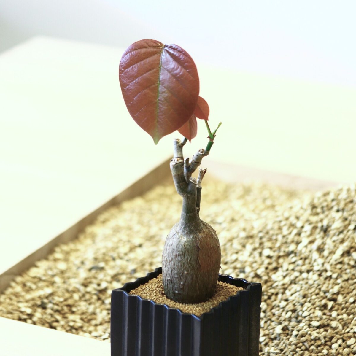 プセウドボンバックス エリプティクム / Pseudobombax