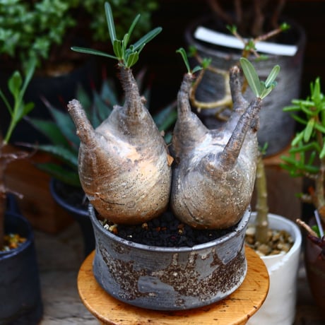 パキポディウム  グラキリス／Pachypodium  gracilius       no.91211