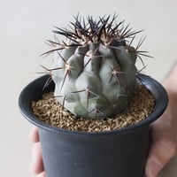 Copiapoa cinerea / 黒王丸 (3.5号鉢)  no.913/40
