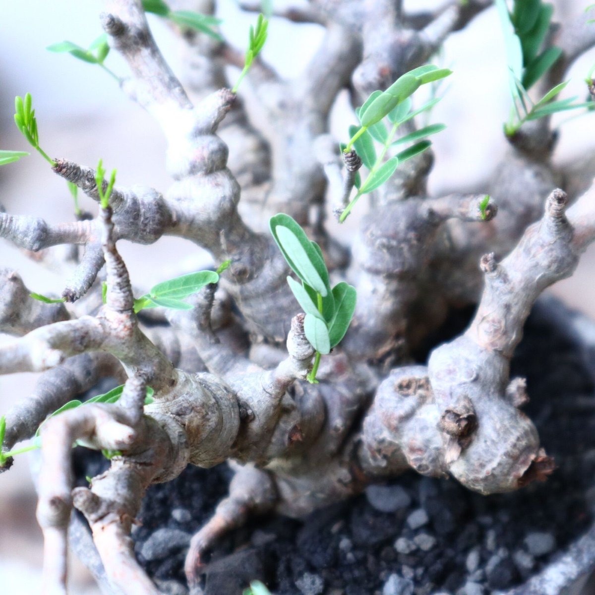 センナ メリディオナリス Senna meridionalis no.91516 | 芽の巣山
