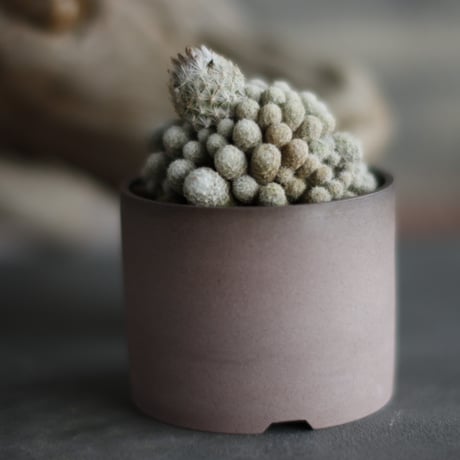 Mammillaria gracilis × 備前鉢2.5号 / BANKSIA WORKS  no.607-35