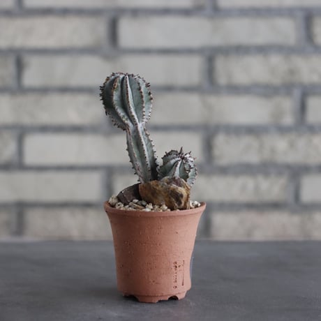 Euphorbia polygona × N/OH (2.5号)  no.614/19