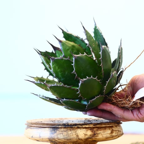 Agave horrida / Style of Chika   no.1015/49