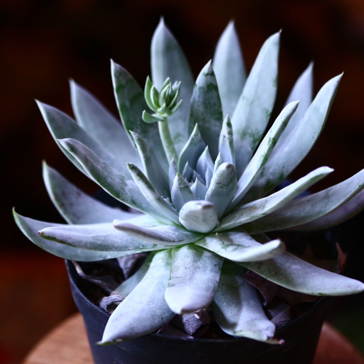 ダドレア　ブリトニー ダドレア ブリトニー 仙女盃 Dudleya brittonii no.11158