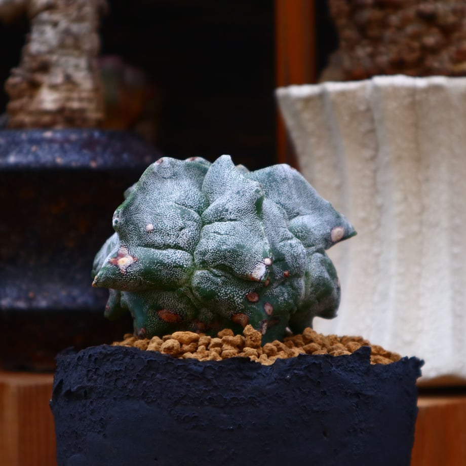 629ab51439da5f1072c81863
