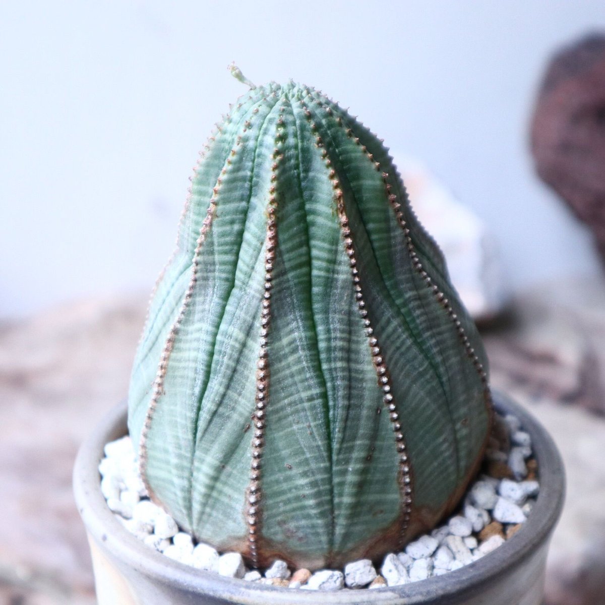 ユーフォルビア 扁平オベサ オス株 美株 3号プラ鉢 ユーフォルビア オベサ 3号鉢 ユーフォルビア 扁平オベサ オス株 美株