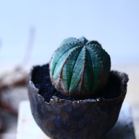 ユーフォルビア  オベサ    Euphorbia obesa　no.92747-2