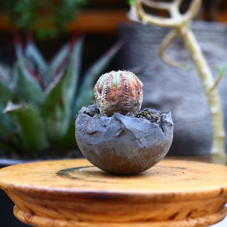 ユーフォルビア  オベサ／Euphorbia obesa    no.91223