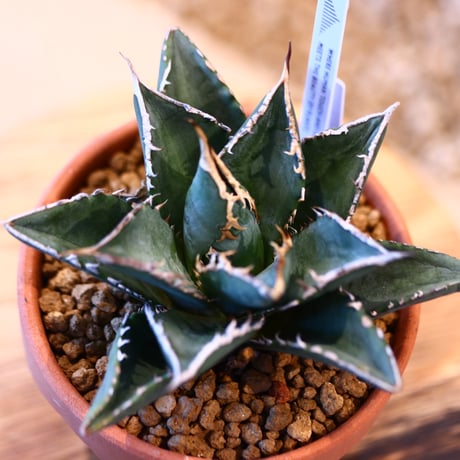 Agave titanota ‘Sea King’ × YAMABACHI   no.123178