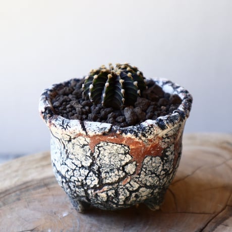 ギムノカリキウム   フィードリッフィーLB2178  Gymnocalycium friedrichii    no.40714