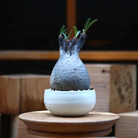 パキポディウム  グラキリス ／Pachypodium  gracilius     no.102466