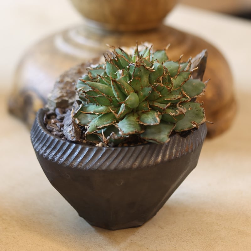 【初回売り出しより半額SALE】Agavetitanota\"フィリグリー\"ミクロ アガベ チタノタ フィリグリー agave titanota filigree No.2 |