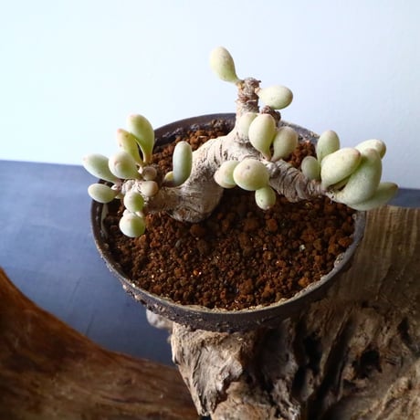 オトンナ    クラビフォリア   Othonna clavifolia  No.007
