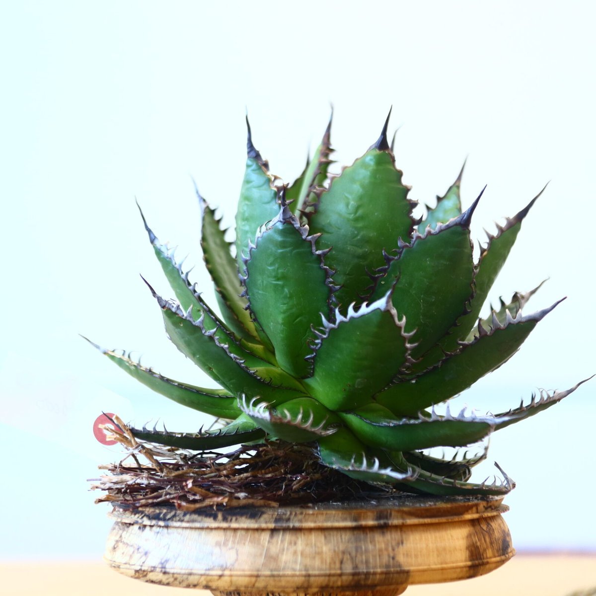 Agave horrida / Style of Chika no.1015/17 | 芽の巣山