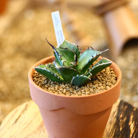 Agave titanota Hades × YAMABACHI    no.123163