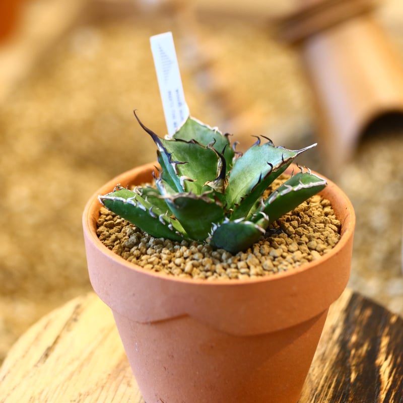 Agave titanota Hades 134 【公式通販】