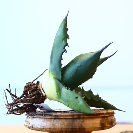 Agave ferox ×Sharkskin / Style of Chika   no.1015/92