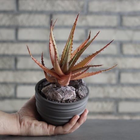 Aloe broomii × takero pot (3.5号)  no.607/33