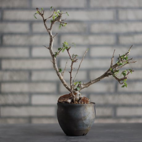 Bursera fagaroides ×Taku Higuchi / PLANETX (3.5号)  no.706-24
