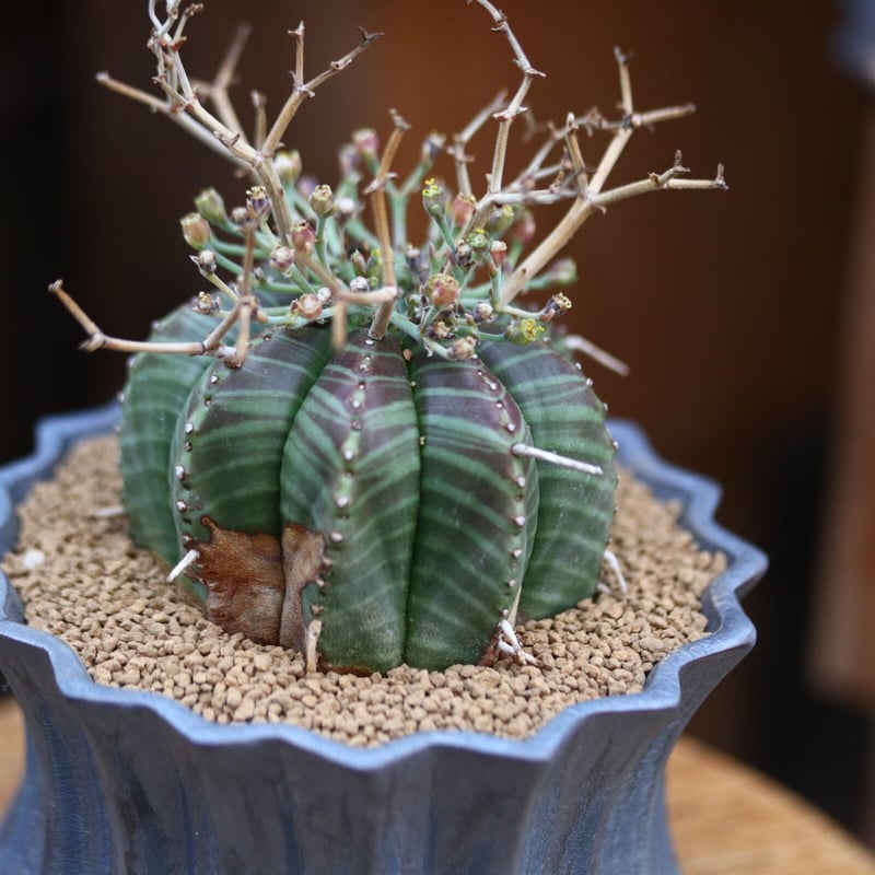 ユーフォルビア バリダ / Euphorbia valida no.31922 | 芽の巣山