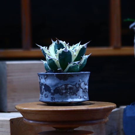 チタノタ スナグルトゥース／Agave titanota 'Snaggle Tooth'    no.100347
