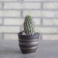 Copiapoa dealbata × 陶器鉢(3号)  no.621/44