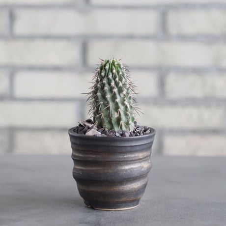Copiapoa dealbata × 陶器鉢(3号)  no.621/44