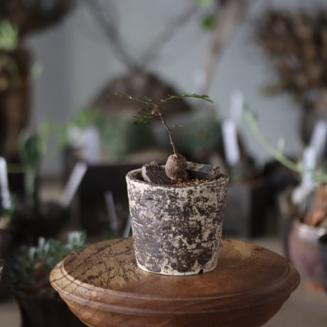 Operculicarya decaryi × takero pot  no.1201-37