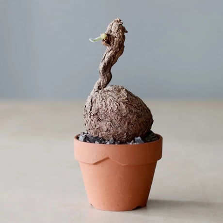 blue 様 専用ページ　パキポディウム2点 発根済 変態 二頭 グラキリス - 象牙宮 - size S ［No.20