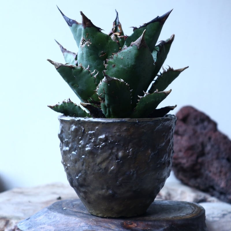 アガベ チタノタ FO-76 Agave titanota 