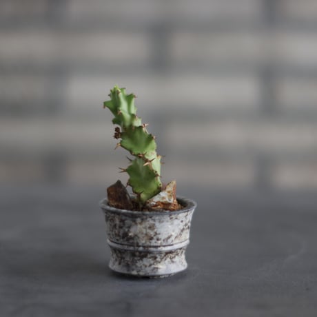 Euphorbia tortirama  × takero pot (2号) no.907-53