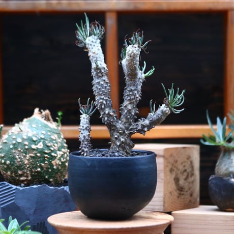 チレコドン  ワリチー   Tylecodon wallichii   no.102459