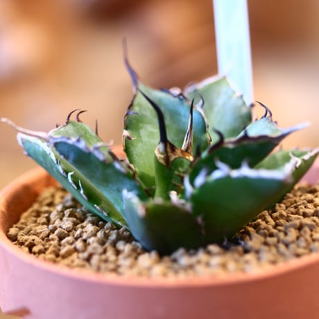 Agave titanota Hades × YAMABACHI    no.123163