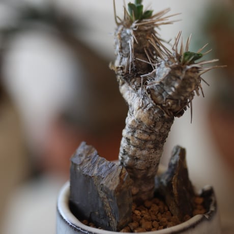 Euphorbia guillauminiana × N/OH  no.82534