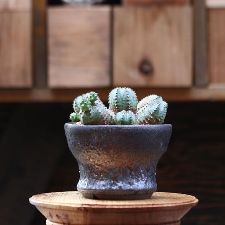 ユーフォルビア  オベサ hyb. ／Euphorbia obesa  hyb.    no.20536
