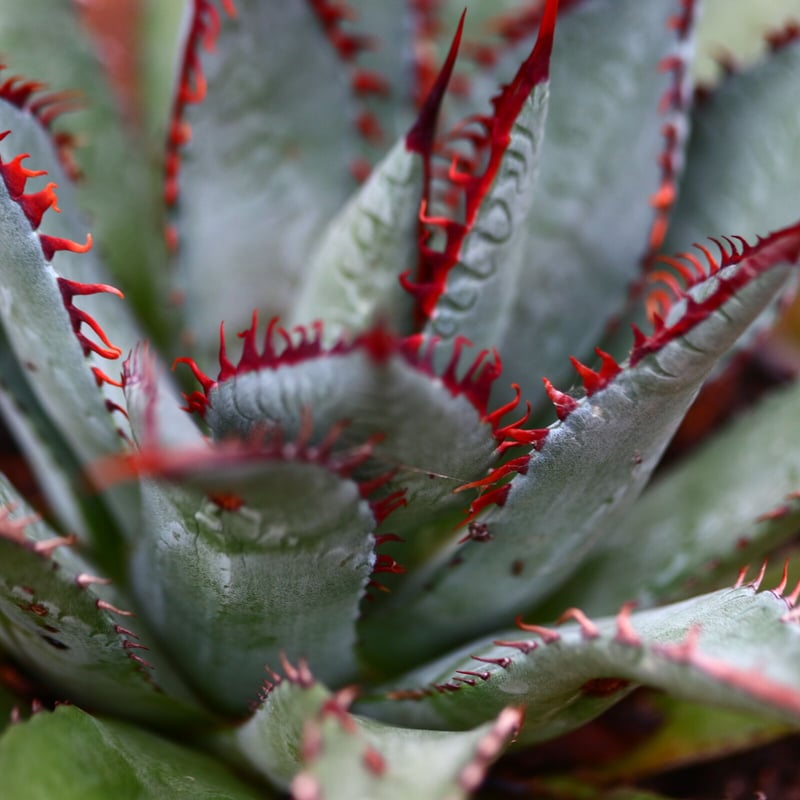 マンガベ トゥースフェアリー／Mangave tooth fairy no.91239